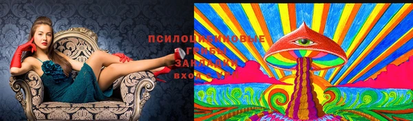 крисы Алзамай